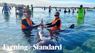 New Zealand volunteers rescue 28 whales stranded on Farewell Spit