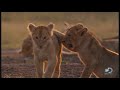 Adorable Lion Cubs Frolic As Their Parents Look On