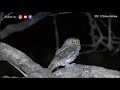 Oriental Scops Owl Call