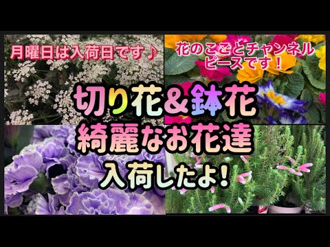 切り花の人気が再び高まっています