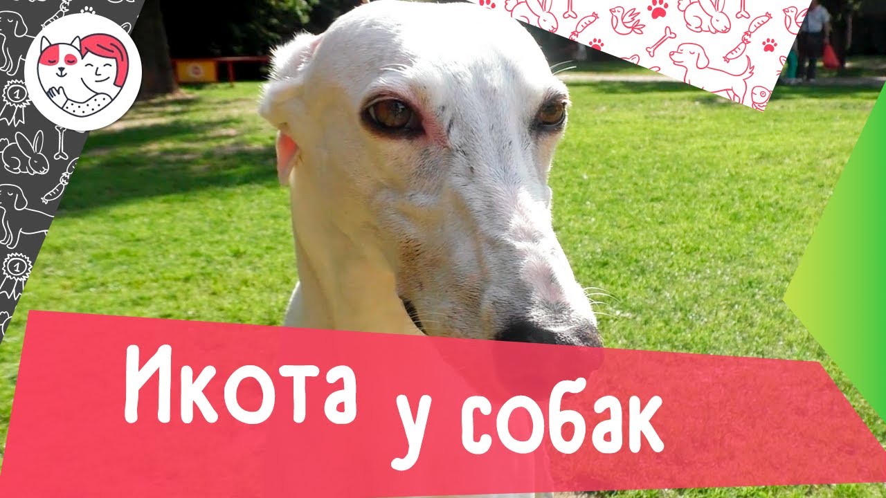 5 причин икоты у собак