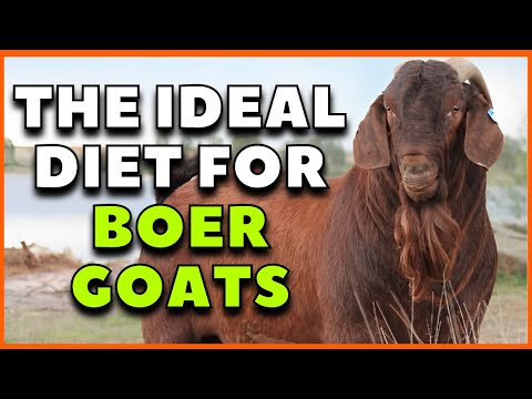, title : 'Top 4 essential foods for the healthy nutrition of Boer goats'