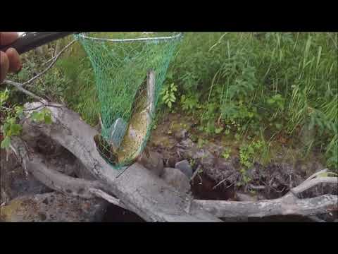 Markus Kalassa - Jokikalastus 2018 Kirjolohi ja hauki väsytyksiä