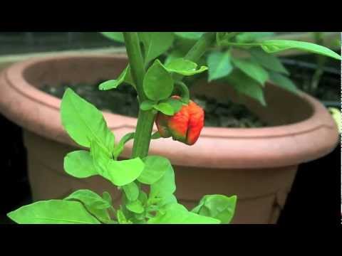 Time Lapse Trinidad Scorpion Butch T Chilli - Butch T Time Lapse