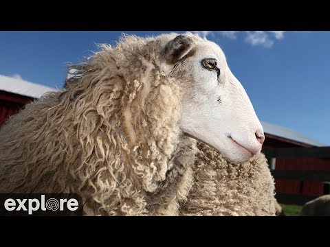 Live webcam view of Sheep Pasture at Farm Sanctuary