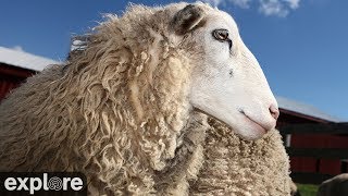 Sheep Pasture at Farm Sanctuary powered by EXPLORE.org live webcam