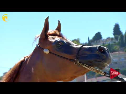 Menton 2017 - Class 2A