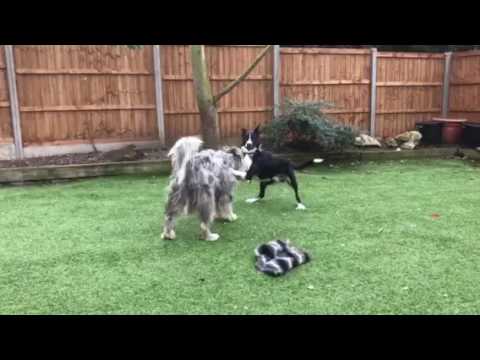 Waggy Walks video.