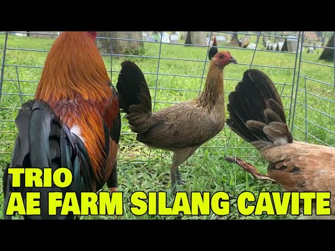 Beautiful Gilmore Sweater AE FARM - Carl Dimayuga