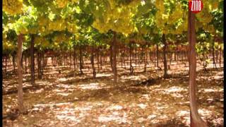 preview picture of video 'TV Zine # 346 :: Diário da Sula no Líbano parte 5 - Plantação de uvas'
