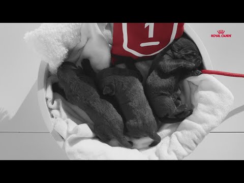 Puppy Food for a Healthy Life | Start Of Life with Royal Canin