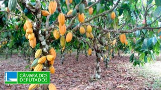 AGROPECUÁRIA - Riscos da regra de importação  (IN 125/21) à cacauicultura brasileira - 28/09/2023 10:00