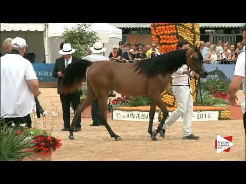 N.4 KARMAA AI SHAQAB - Menton 2016 - Yearling Fillies (Class 1A)