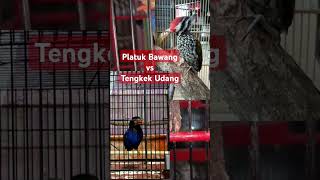 Download lagu Platuk Bawang Vs Tengkek Udang Audio Jernih #masteranburung mp3 Download lagu Platuk Bawang Vs Tengkek Udang Audio Jernih #masteranburung mp3