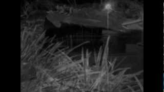 Manhattan Rob - Dead Man Walking