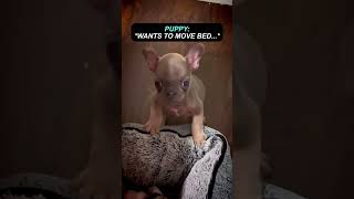 Puppy just wants to move his bed 🥹
