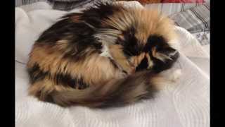 Cleo 'Cause I'm a Blonde