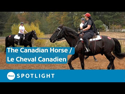 , title : 'Preserving Canada's National Horse'