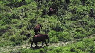 Elephant Sanctuary Brazil From Above