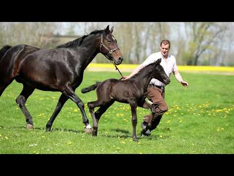 HF von Don Martillo x Contendro