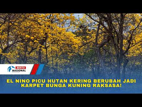 FENOMENA LANGKA DI EKUADOR! El Nino Picu Hutan Kering Berubah Jadi Karpet Bunga Kuning Raksasa!