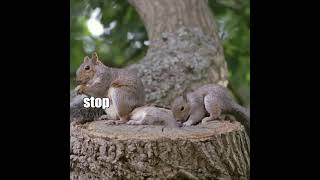 Stop Sniffing My A$$ 🐹🥜 Funny Talking Animal in Tik Tok KLR Dubs #Shorts #TalkingAnimals