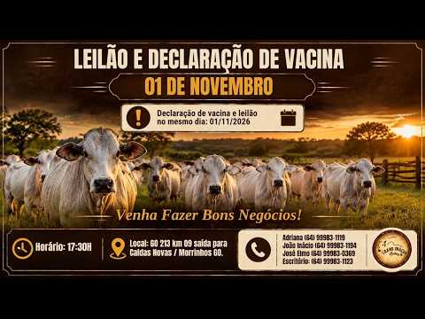 Leilão de Gado em MORRINHOS-GO, 01/11/2026  TransInácio Leilão - 17:45 Hs - Presencial e virtual.