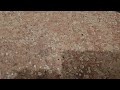 Rice Weevils Came from Crawl Space in Toms River, NJ