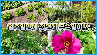 봄을맞아 폭풍성장한 우리집 정원식물들!! 홍천정원일기17!!
