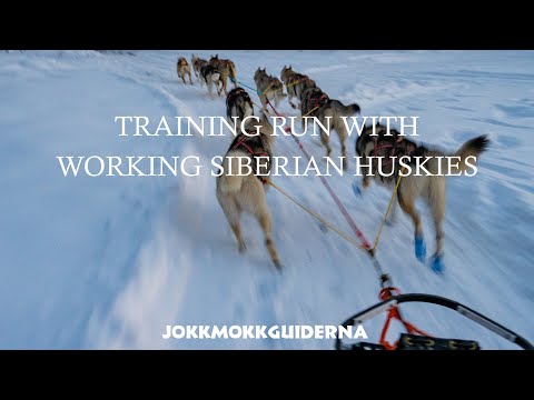 image-What jobs do Siberian huskies do?
