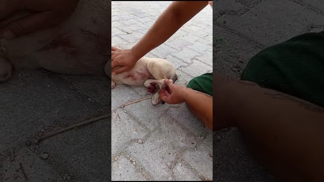 Pumpkin video