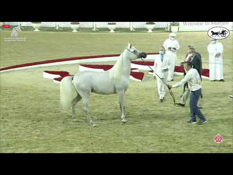 N 193 AJ AJBAN   Sharjah International Arabian Horse Festival 2021   Colts 2 Years Old Class 8
