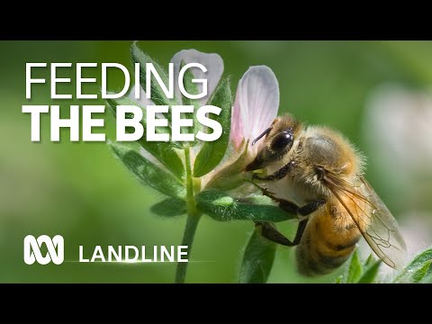 1000 Hives video