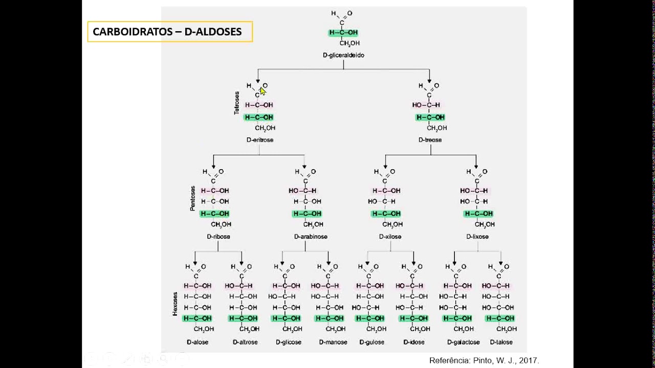 CARBOIDRATOS: estruturas, propriedades químicas e funções biológicas. Videoaula de "Bioquímica"