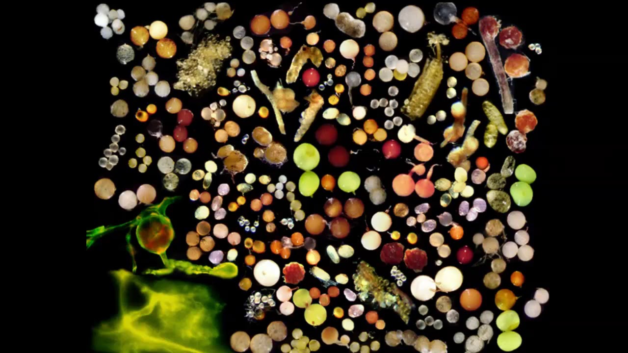 Dr. Christine Jones - Quorum Sensing In The Soil Microbiome - YouTube