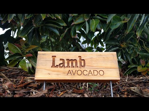 The Lamb/Hass avocado tree: a profile