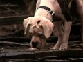 Homeward Bound The Incredible Journey Partial Ending