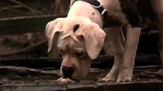 Homeward Bound : The Incredible Journey (partial ending)
