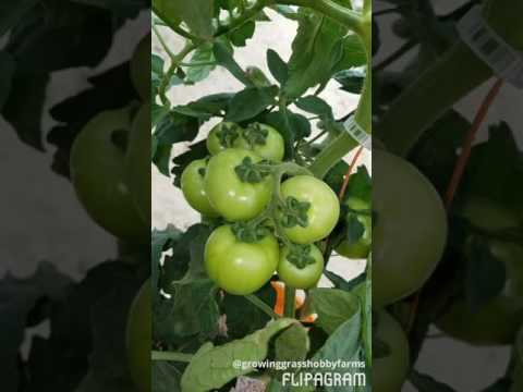 Hydroponic Greenhouse update 4-13-17