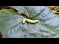 Green Caterpillar