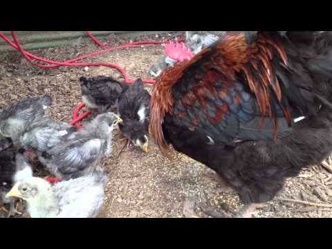 El the Crooked Beaked Rooster with His New Babies