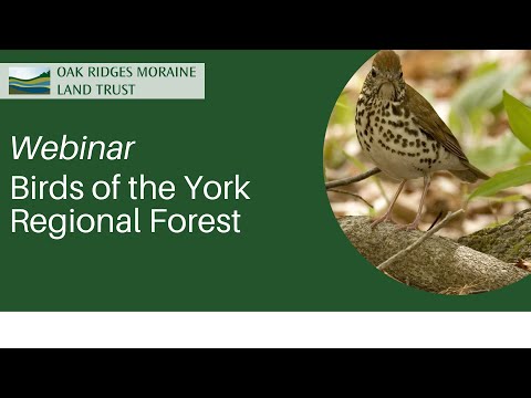 Birds of the York Regional Forest Webinar