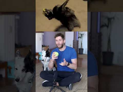 How to teach your dog to fetch the ball 🏐 (and bring it back to you) #dogs #dogpets #puppy