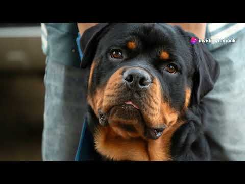 5things that  characterize the ferocity of a rottweiler