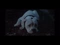 Homeward Bound The Incredible Journey Nighttime In The Forest 1993