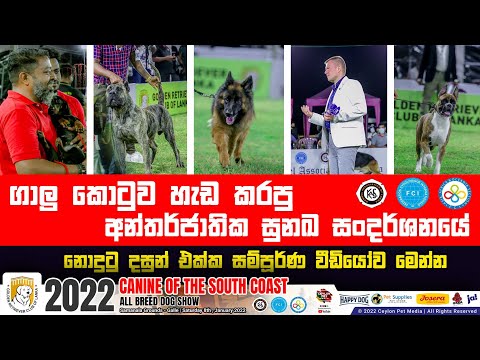පුරා රැයක් ගාලු කොටුවම හැඩ  කරපු 2022 පළවෙනි ජාත්‍යන්තර සුනඛ සංදර්ශනය  | International Dog Show
