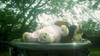 feeble little horse – “Sweet”