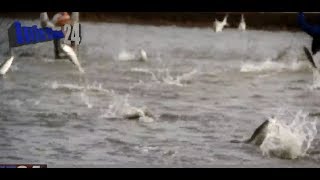 Download lagu Seruu. Panen Bandeng Jumbo, Ikan2 besar Berlompatan mp3