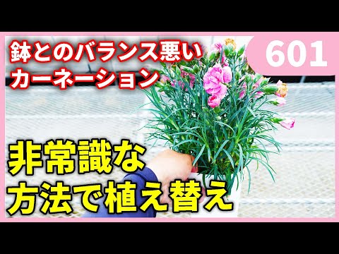 園芸 中国のカーネーション