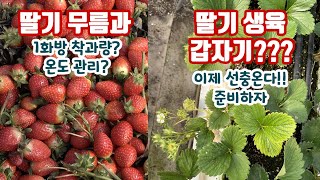 딸기에서 무름과가 많았다고? 그 원인은? 앗!! 이제 선충이 발생한다... 준비하자!!! 갑자기 생육이 안 …
